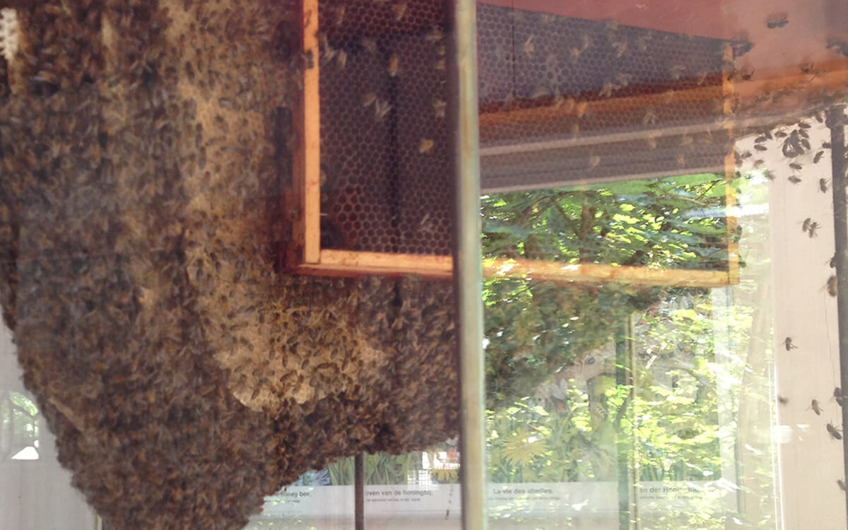 Bienen im Streichelzoo Heemstede