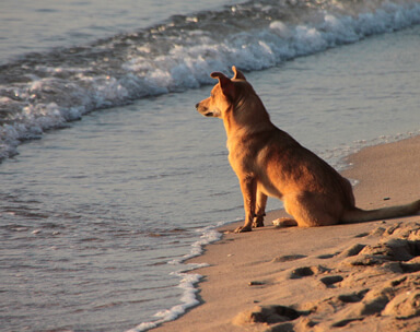 Zandvoort mit Hund